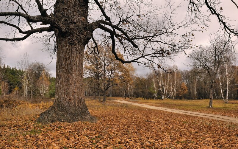Large Oak Tree in Autumn — Brown