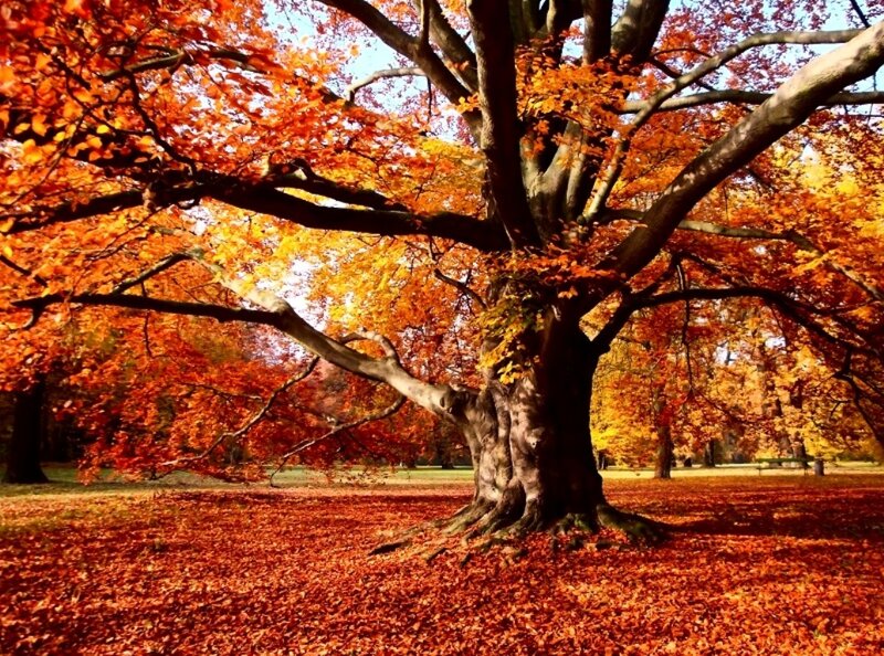 Large Oak Tree in Autumn — Orange