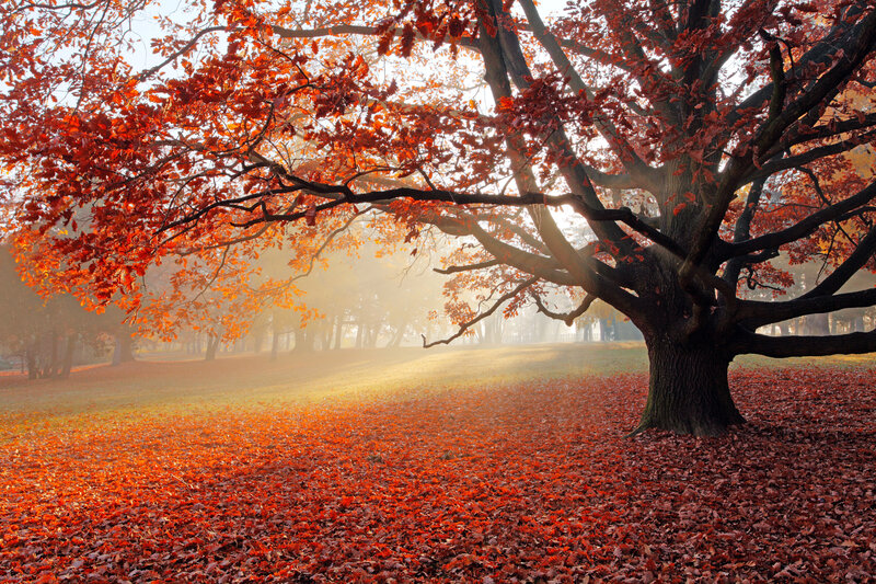 Large Oak Tree in Autumn — Red