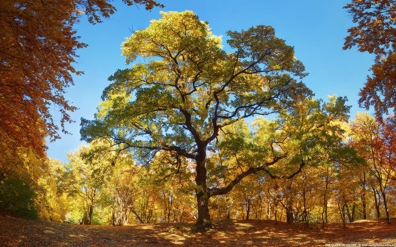 Large Oak Tree in Autumn