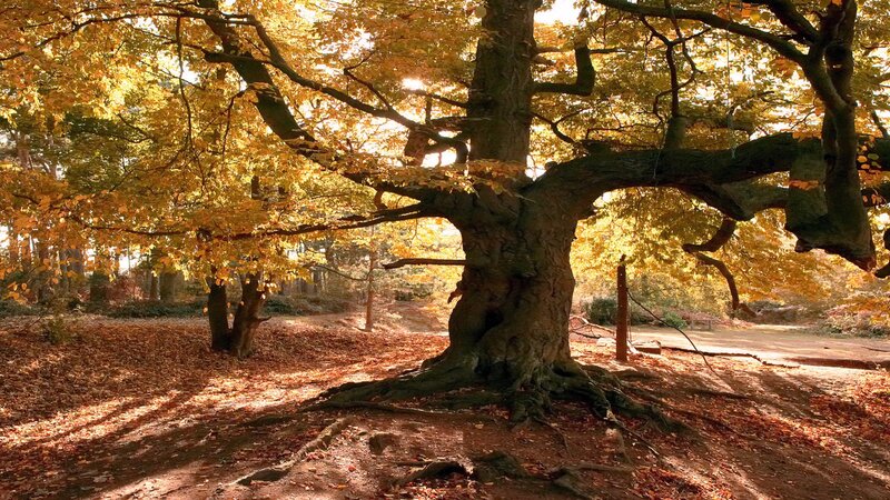 Large Oak Tree in Autumn — Yellow, Serene, Photograph, Fallen Leaves
