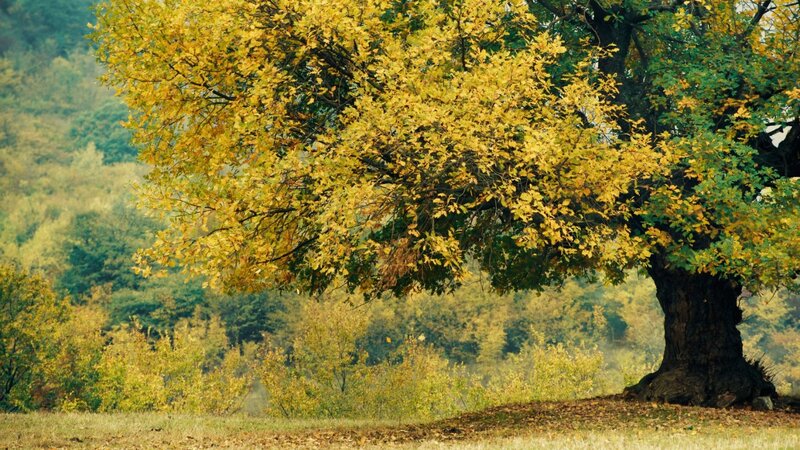 Large Oak Tree in Autumn — Yellow, Serene, Photograph, Forest