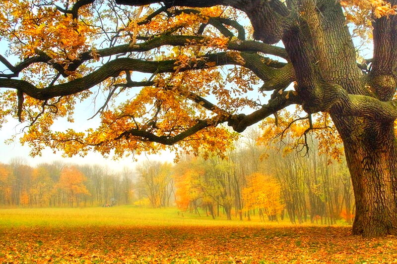 Large Oak Tree in Autumn — Yellow, Serene, Photograph