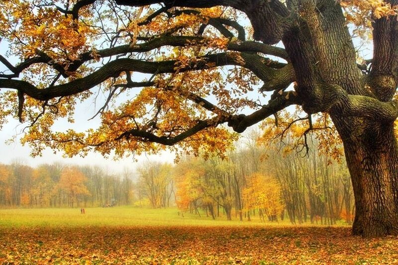 Large Oak Tree in Autumn — Yellow