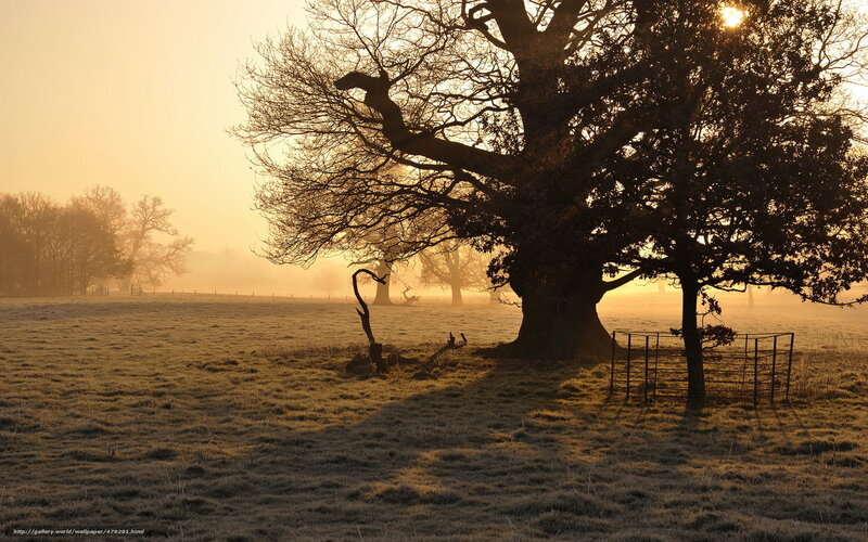 Large Oak Tree in Field — Gold
