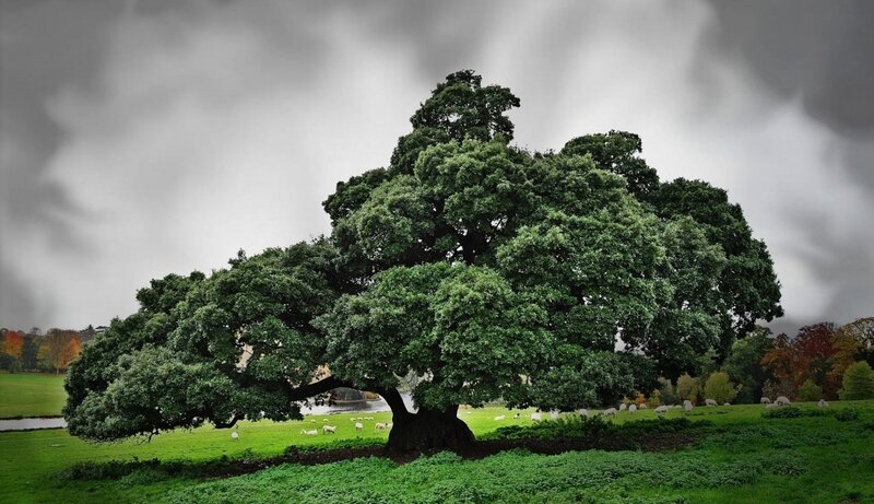 Large Oak Tree in Field — Green, Dramatic, Autumn