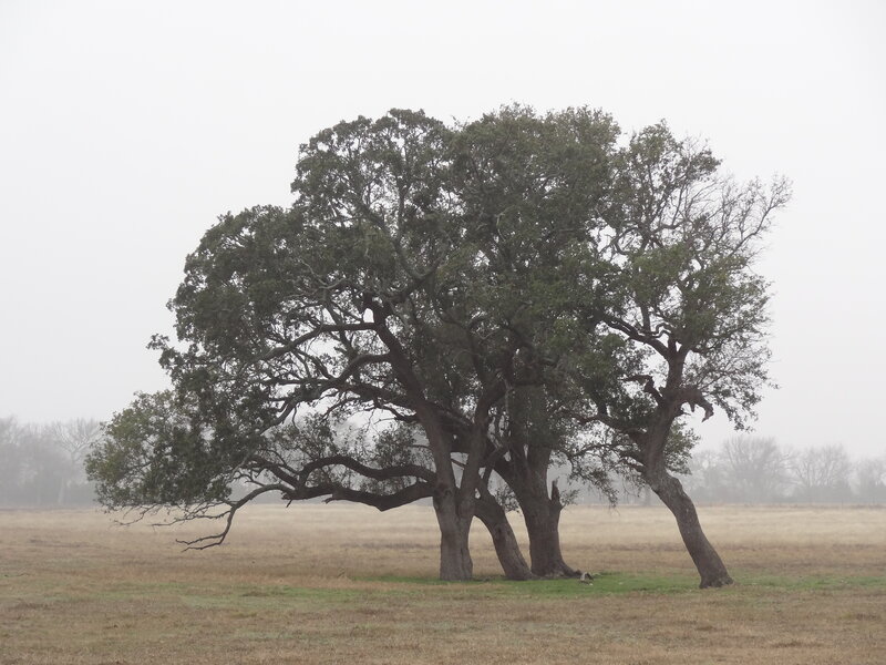 Large Oak Tree in Field — Green, Misty