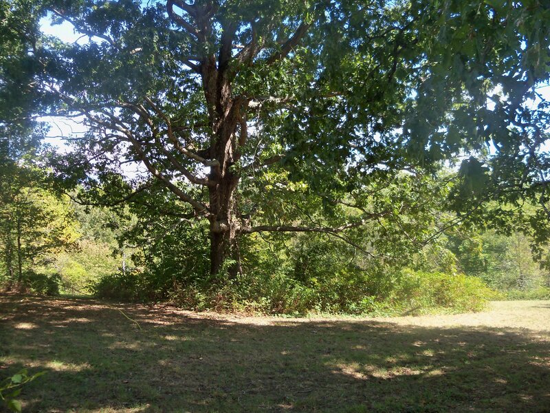 Large Oak Tree in Field — Green, Serene, Afternoon, Photograph, Grass, Bushes