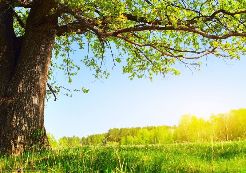 Large Oak Tree in Field — Green, Serene, Afternoon, Photograph, Grass, Sky