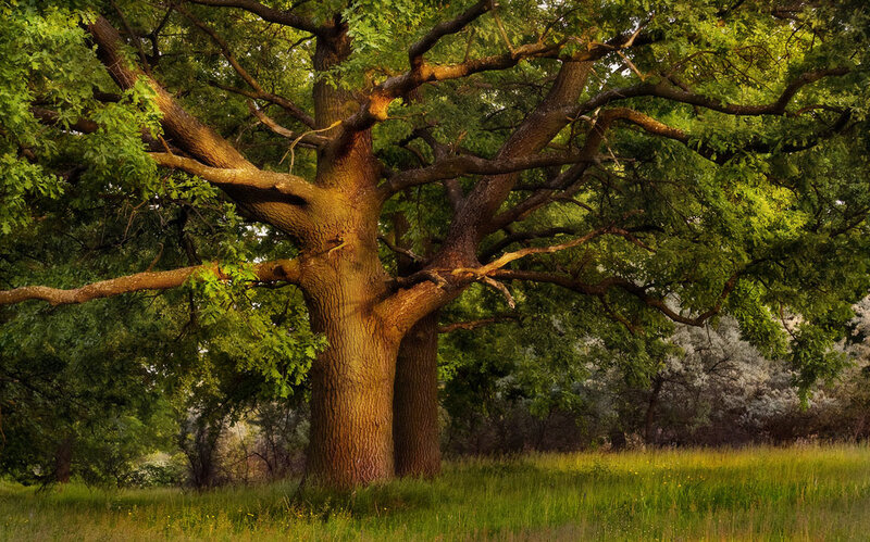 Large Oak Tree in Field — Green, Serene, Afternoon, Photograph, Grass, Trees