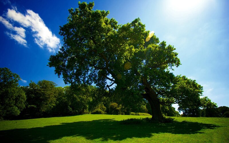 Large Oak Tree in Field — Green, Serene, Afternoon, Photograph, Sky, Clouds
