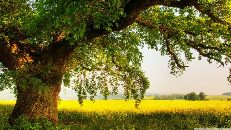 Large Oak Tree in Field — Green, Serene, Afternoon, Photograph, Sky