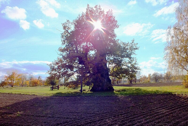 Large Oak Tree in Field — Green, Serene, Afternoon, Photograph, Sun