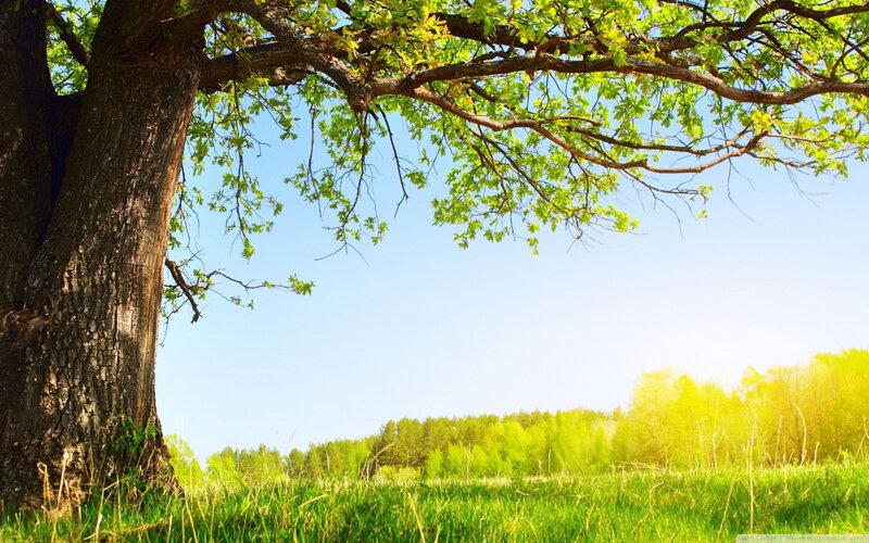 Large Oak Tree in Field — Green, Serene, Afternoon