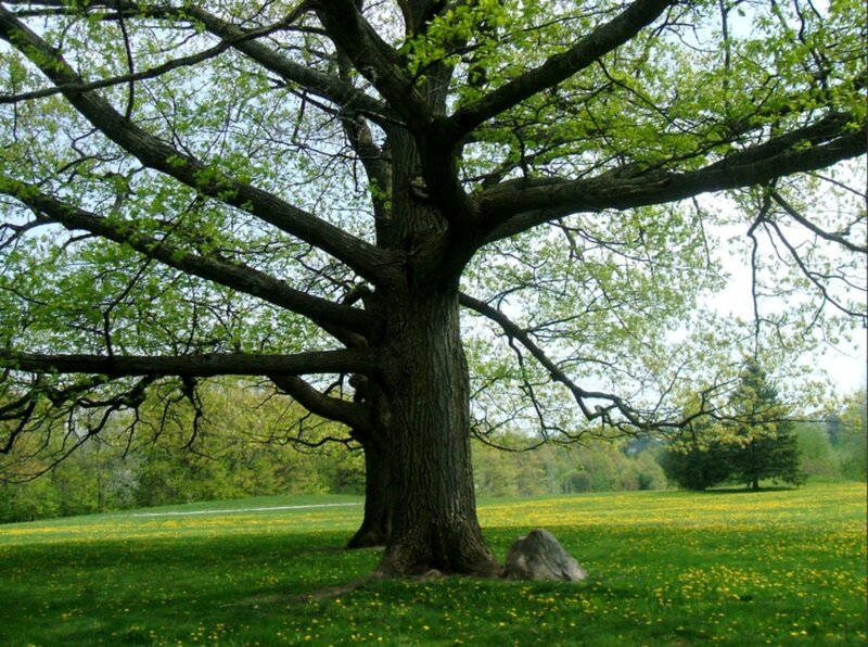 Large Oak Tree in Field — Green, Serene, Spring