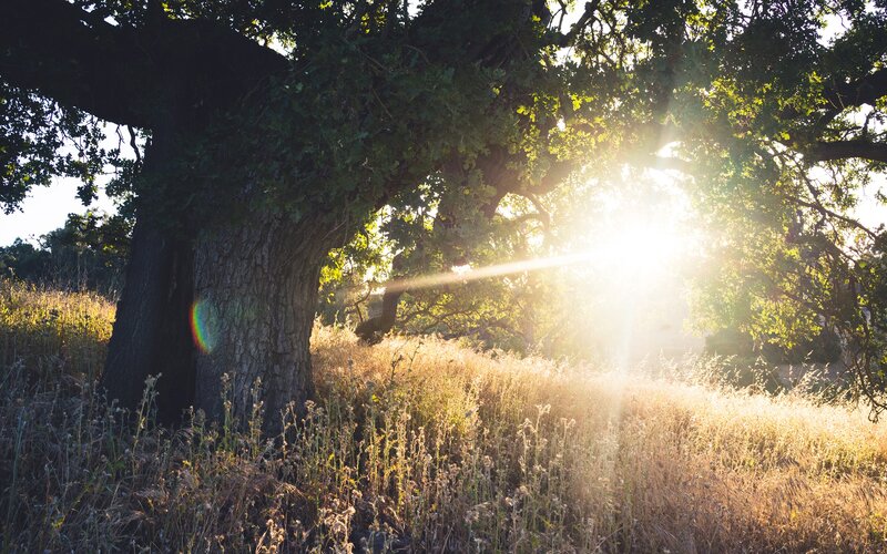 Large Oak Tree in Field — Green, Serene, Sunset, Photograph, Sunlight, Grass, Sky