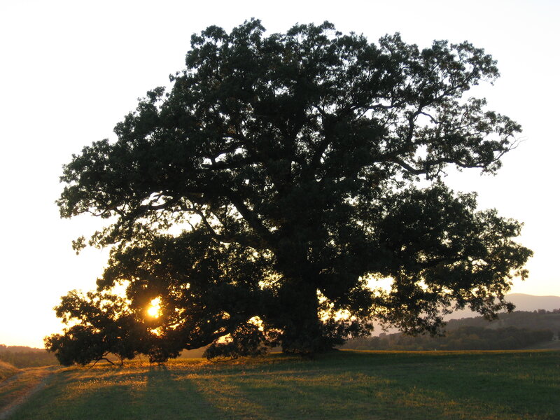 Large Oak Tree in Field — Green, Serene, Sunset, Photograph