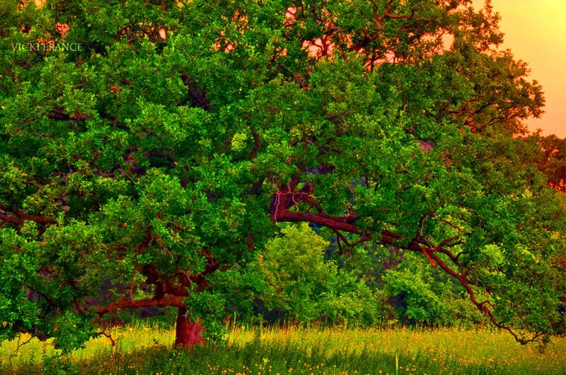 Large Oak Tree in Field — Green, Serene, Sunset