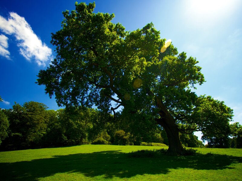 Large Oak Tree in Field — Green, Serene