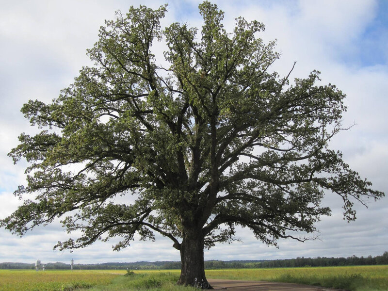 Large Oak Tree in Field — Green