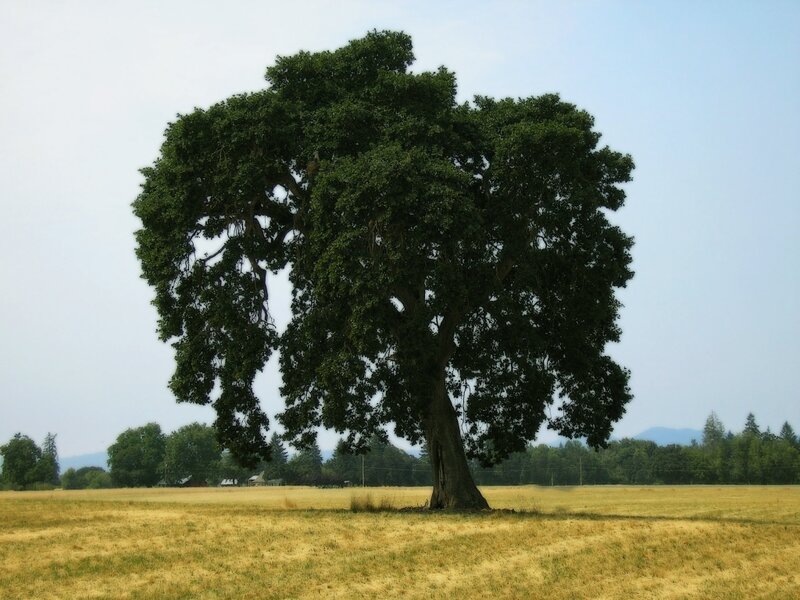 Large Oak Tree in Field
