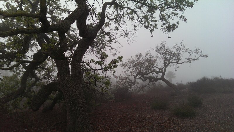 Large Oak Tree in Fog — Gray
