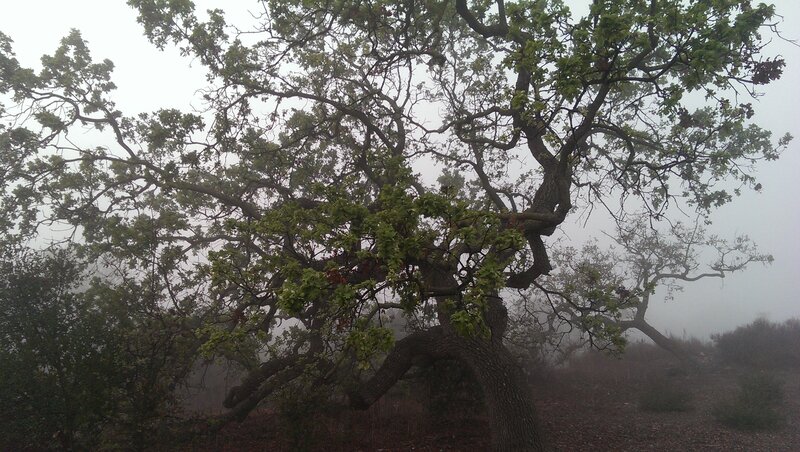 Large Oak Tree in Fog — Green