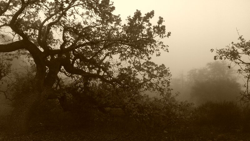 Large Oak Tree in Fog