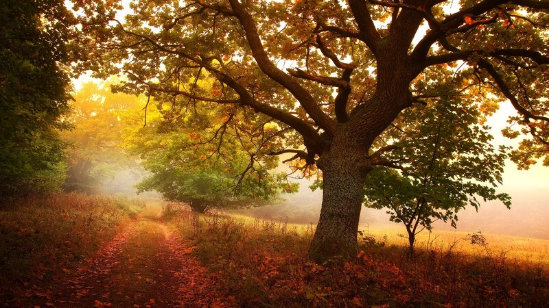 Large Oak Tree in Forest — Golden, Serene
