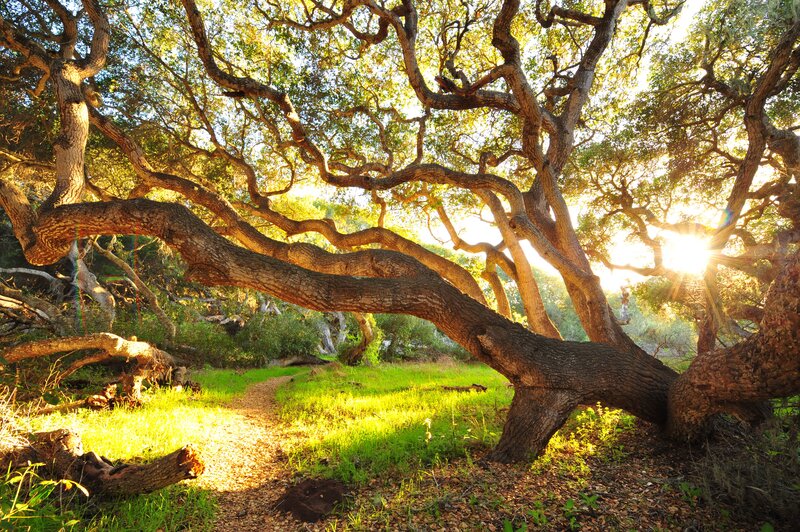 Large Oak Tree in Forest — Green, Serene, Sunset