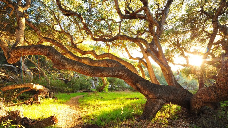 Large Oak Tree in Forest — Green, Serene