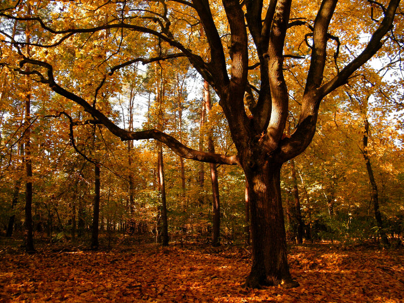 Large Oak Tree in Forest — Yellow