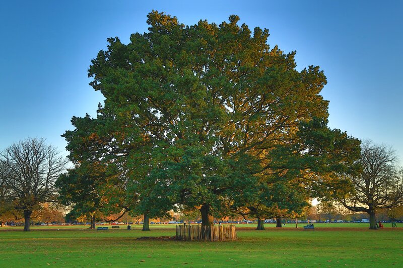 Large Oak Tree in Park — Green, Serene, Sunset