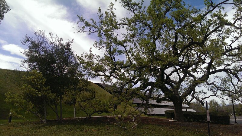 Large Oak Tree in Park — Green