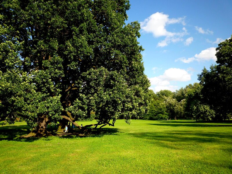 Large Oak Tree in Park