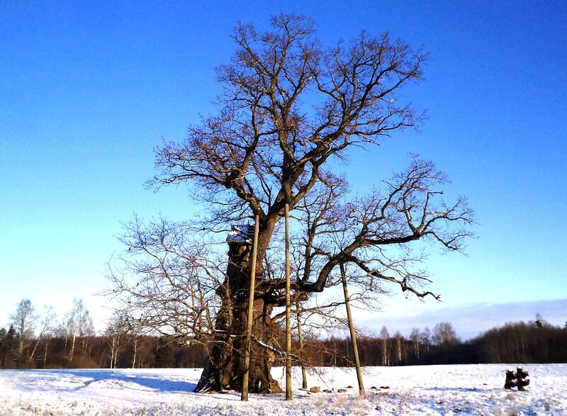 Large Oak Tree in Snow