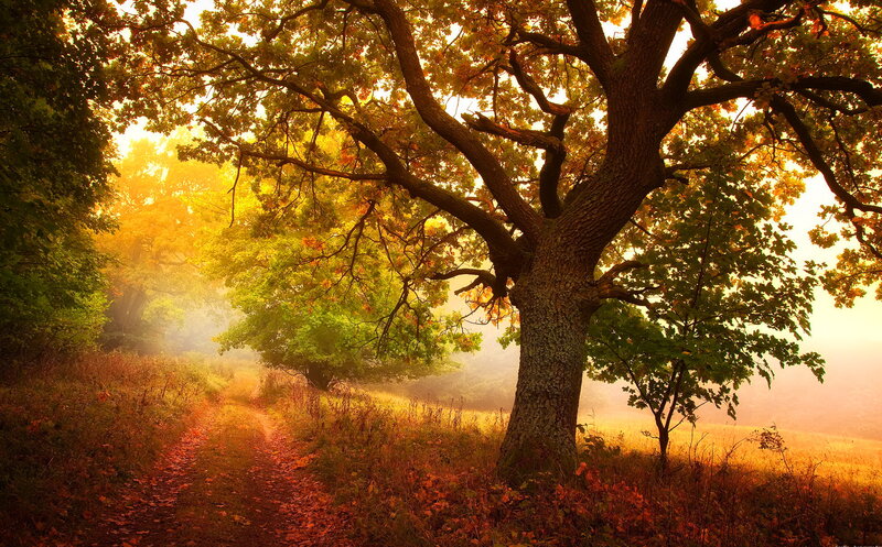 Large Oak Tree on Path