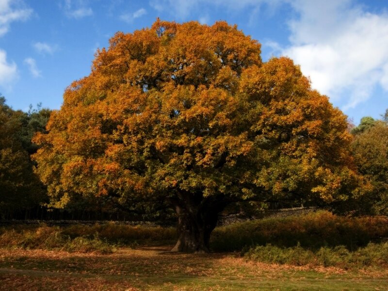Large Oak Tree