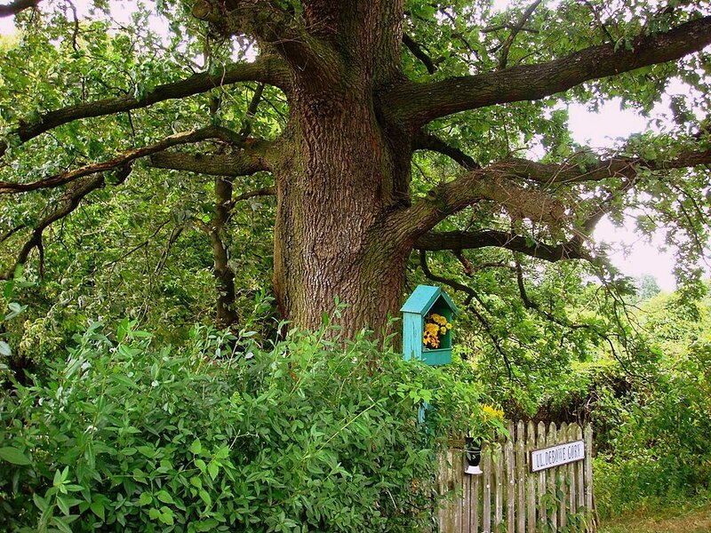Large Oak Tree with Birdhouse