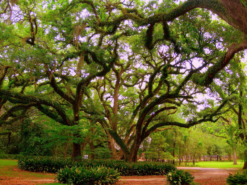 Large Oak Tree with Spanish Moss