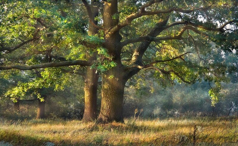 Large Oak Trees in Forest