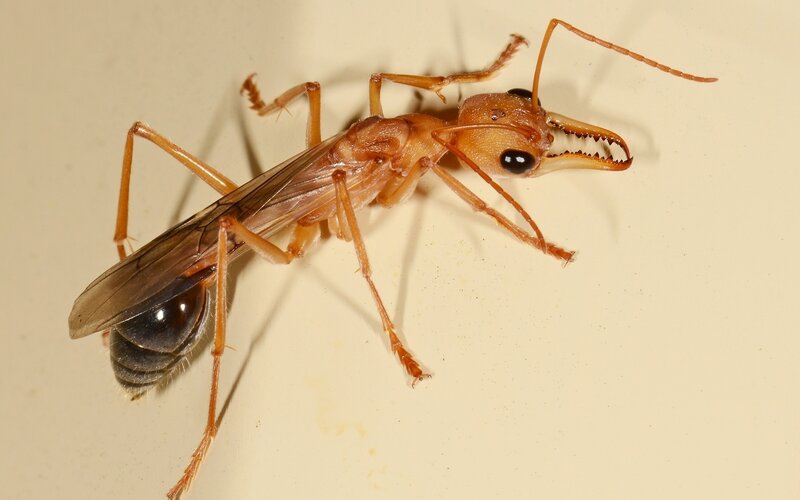 Large Orange Ant