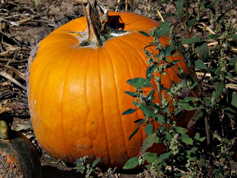 Large Orange Pumpkin — Natural, Autumn