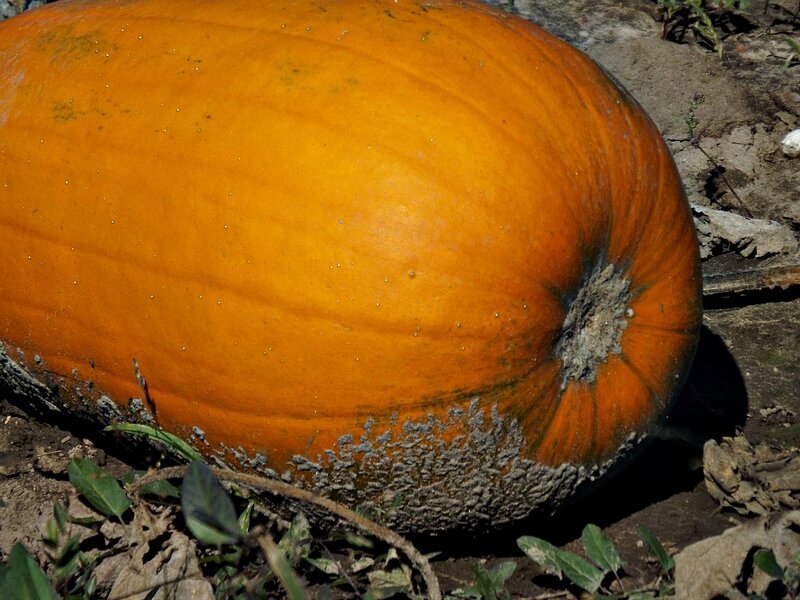 Large Orange Pumpkin — Natural