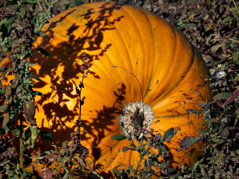 Large Orange Pumpkin