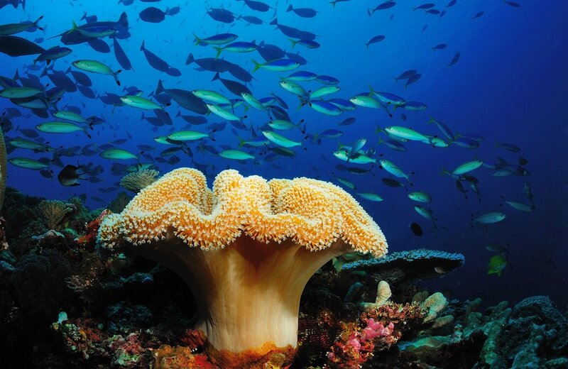 Large Orange Sea Anemone