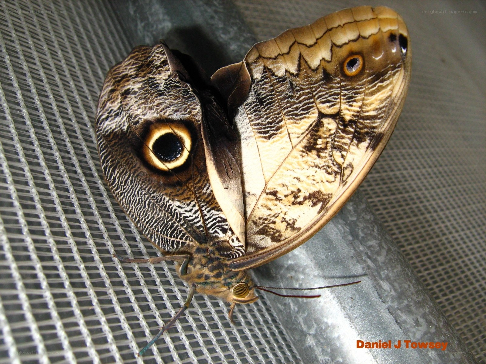 Large owl butterfly on mesh