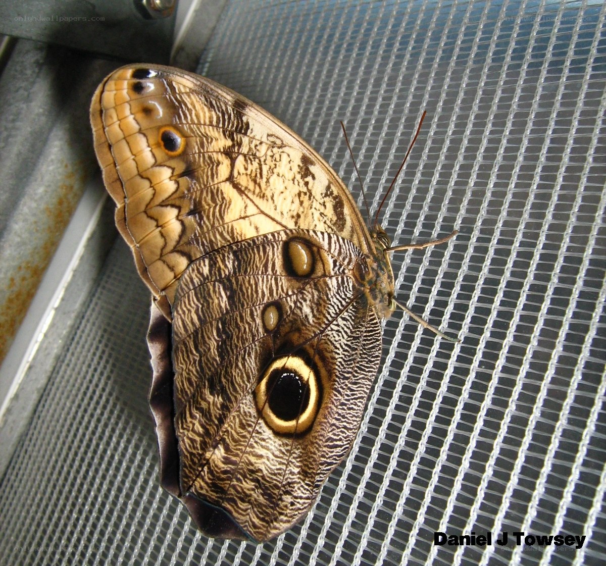 Large owl butterfly on mesh