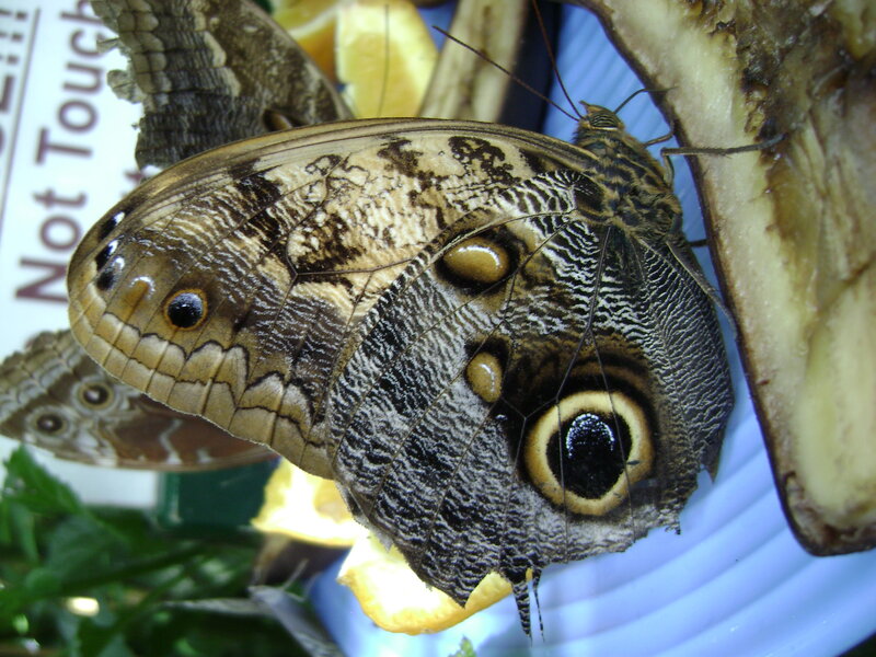 Large Owl Butterfly