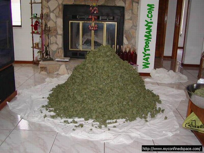 large pile of green plant material